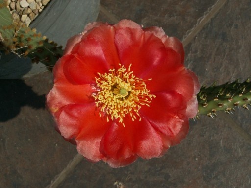 Zdjęcie oferty: Opuntia x macrorhiza 'Orange Red' - segment