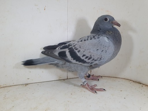 Zdjęcie oferty: Młody 100 % Leo Heremans Linia Olympiade 003, Rossi ,