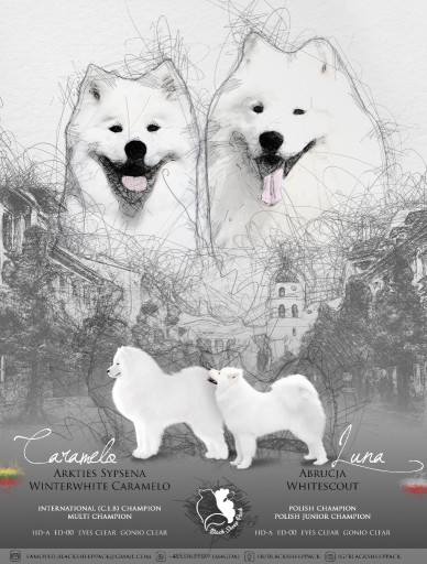 Zdjęcie oferty: Szczeniaki samoyed ZKwP FCI szczenięta 