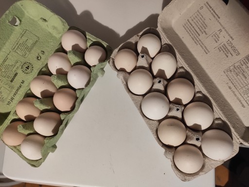 Zdjęcie oferty: Jajka z własnej hodowli