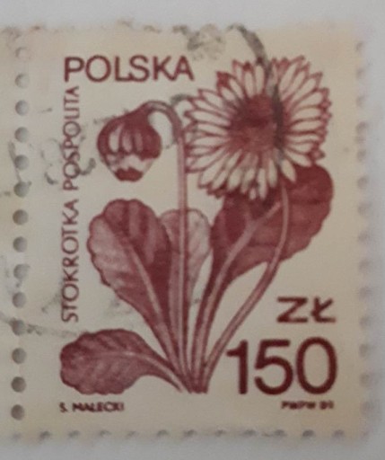 Zdjęcie oferty: Znaczek stemplowany Stokrotka Pospolita, 1989 rok