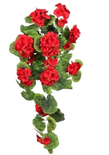 Zdjęcie oferty: Pelargonia Rabatowa Zwis Kwiatowy  Pnącze 70cm 