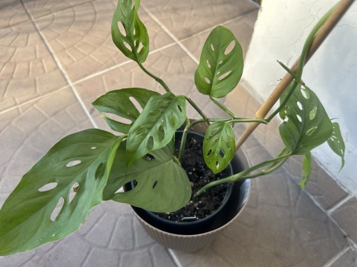 Zdjęcie oferty: Monstera acuminata ukorzeniona sadzonka