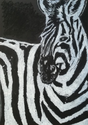 Zdjęcie oferty: Obraz czarno-biały zebra 21x29,7cm A4