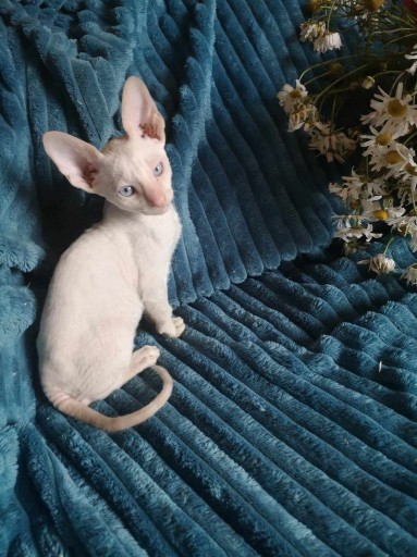 Zdjęcie oferty: kot,koty, kotki, kocięta cornish rex