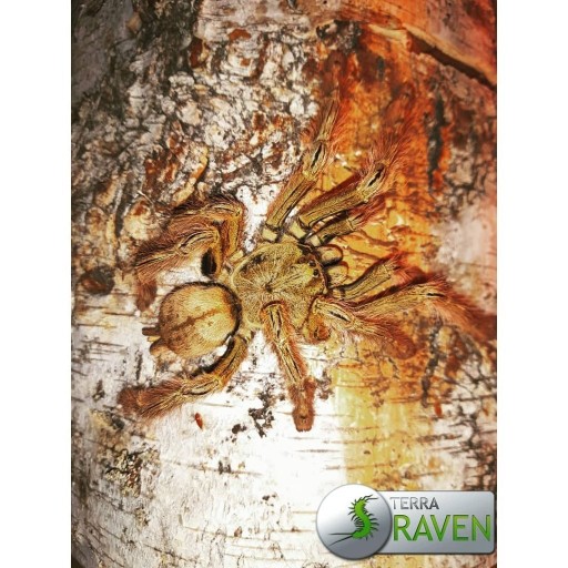Zdjęcie oferty: Ptasznik wiosłonogi Stomatopelma celceatum ~1,5cm 