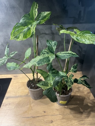 Zdjęcie oferty: Syngonium Mottled Mojito. Kolekcjonerska