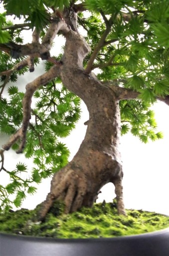 Zdjęcie oferty: Leaf LEAF-7518 50 cm sztuczna sosna drzewko bonsai