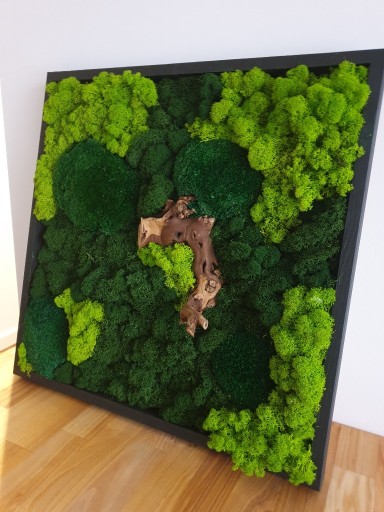 Zdjęcie oferty: Obraz z mchu naturalnego 50 x 50 cm