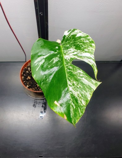 Zdjęcie oferty: Monstera Variegata