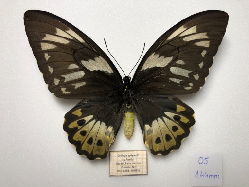 Zdjęcie oferty: Entomologia Ornithoptera priamus ssp. Poseidon A1