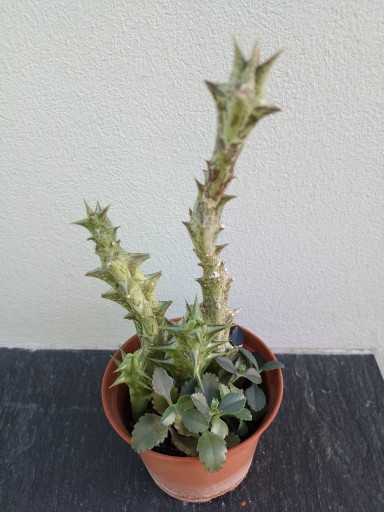 Zdjęcie oferty: stapelia sukulent kaktus + żyworódki gratis