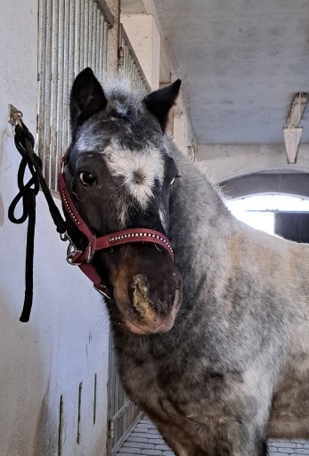 Zdjęcie oferty: Tarantowaty kucyk do adopcji 