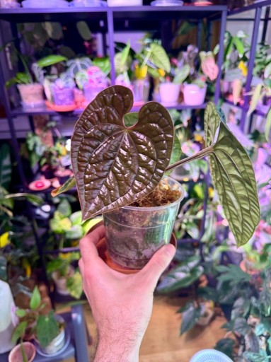 Zdjęcie oferty: Anthurium |Luxurians |Mech |DØ12cm