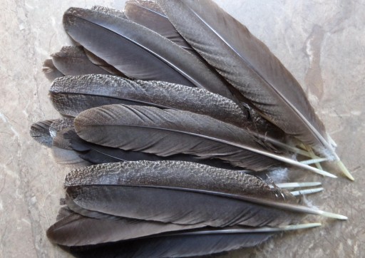 Zdjęcie oferty: Pióra lotki ozdobne pawie skrzydła naturalne brąz