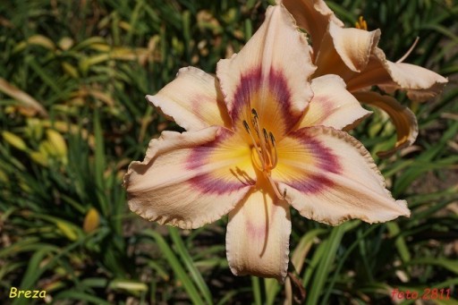 Zdjęcie oferty: Hemerocallis / Liliowiec: Breza