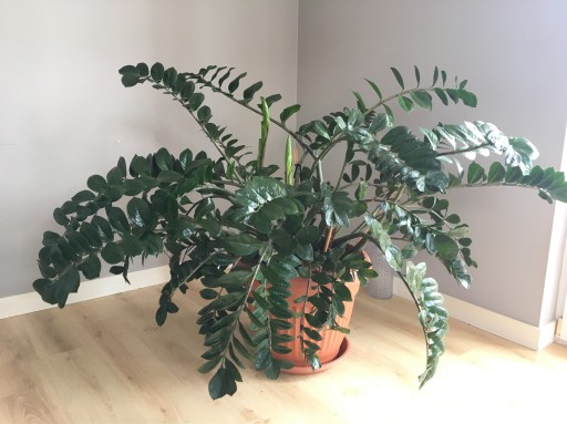 Zdjęcie oferty: Zamioculcas, Zamiokulkas roślina ozdobna duża