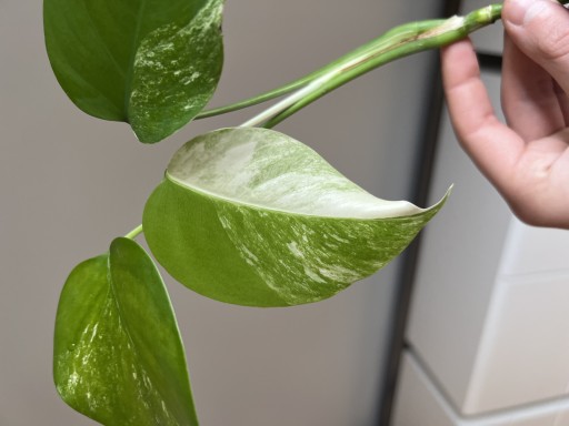 Zdjęcie oferty: Monstera Variegata