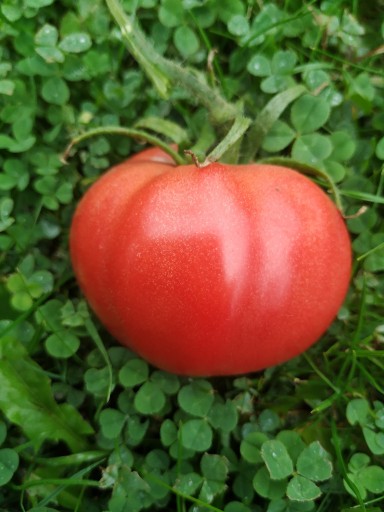 Zdjęcie oferty: Nasiona pomidora Early Wonder - Karma dla rybek