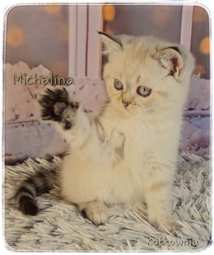 Zdjęcie oferty: Uroczy kotek brytyjski z rodowodem.