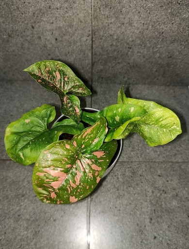 Zdjęcie oferty: Syngonium pink splash allusion  