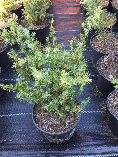 Zdjęcie oferty: Juniperus conferata jałowiec nadbrzeżny schlager