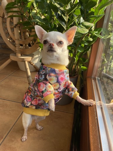 Zdjęcie oferty: Ubranko w kwiaty dla psa - rozmiar S 