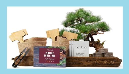 Zdjęcie oferty: Zestaw Startowy Bonsai - 4 Drzewka Bonsai