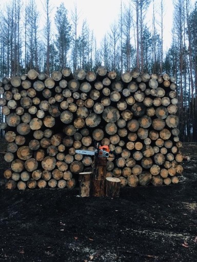 Zdjęcie oferty: DREWNO OPAŁOWE SOSNA GRUBE BEZ GAŁĘZI OKOROWANE 