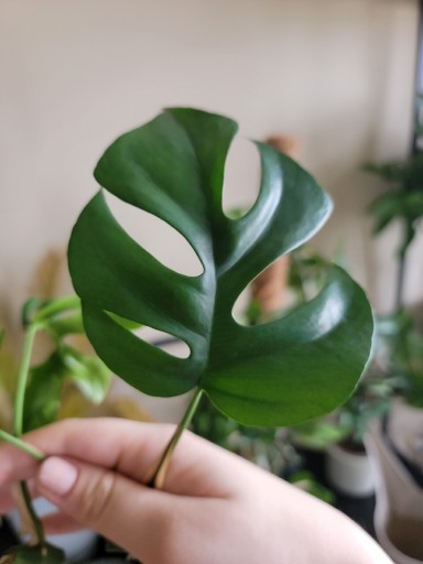 Zdjęcie oferty: Monstera Minima Rhaphidophora tetrasperma