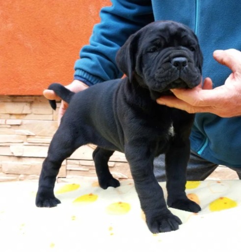 Zdjęcie oferty: Cane Corso - piękne szczeniaczki FCI ZKwP