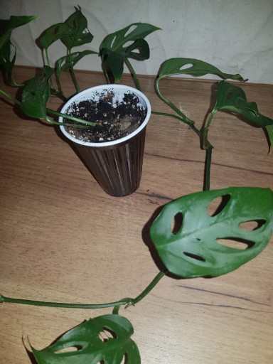 Zdjęcie oferty: Monstera Adasonii 