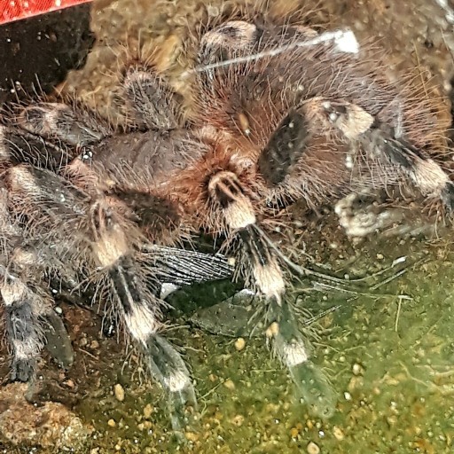 Zdjęcie oferty: A.Geniculata SAMICA 5 DC