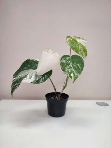 Zdjęcie oferty: Piękna Monstera Variegata 35 cm 