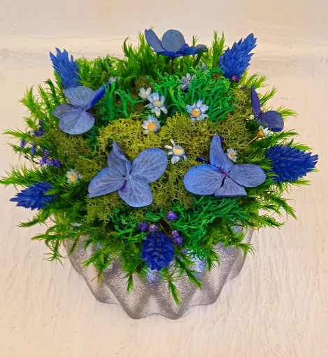 Zdjęcie oferty: mech chrobotek i niebieski kwiaty w doniczce
