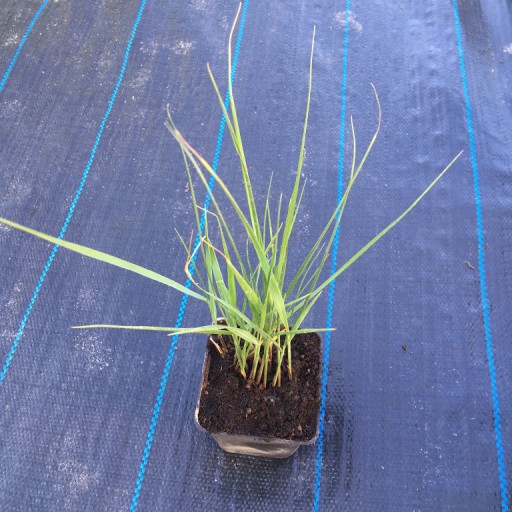 Zdjęcie oferty:  Panicum virgatum Proso rózgowate 'Northwind' 