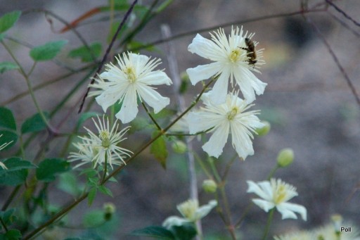 Zdjęcie oferty: POWOJNIK PNĄCY CLEMATIS ,, PAUL FARGES"