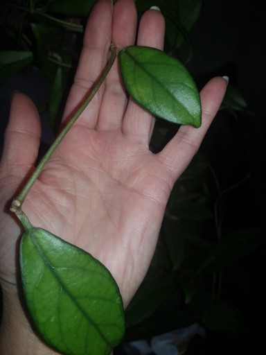 Zdjęcie oferty: Hoya crassipetiolata hoja cięta