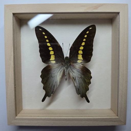 Zdjęcie oferty: Motyl w gablotce Graphium Codrus