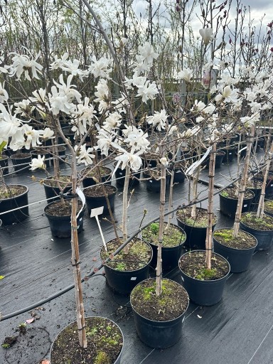 Zdjęcie oferty: Magnolia gwiaździsta - STELLATA -białe kwiatostany