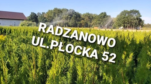 Zdjęcie oferty: Tuja Szmaragd doniczka 3l Płock