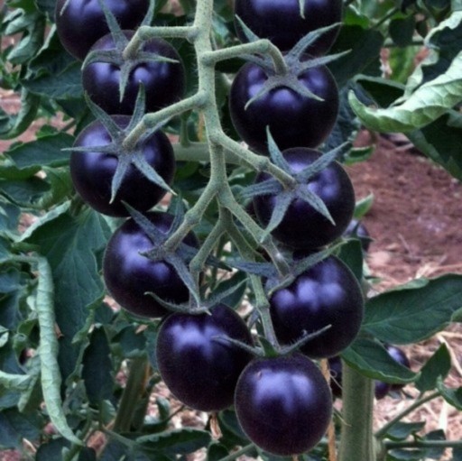 Zdjęcie oferty: Ekologiczne Sadzonki pomidorów koktajlowych 