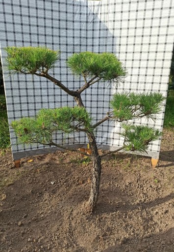 Zdjęcie oferty: Sosna formowana bonsai ogrodowy