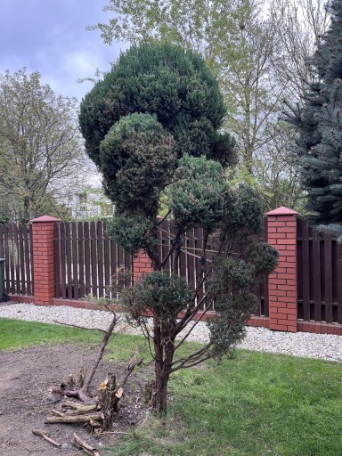 Zdjęcie oferty: Jalowiec bonsai okolo 3m