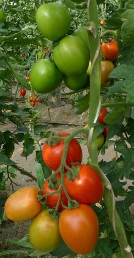 Zdjęcie oferty: Pomidor holenderski nasiona Millonety F1 