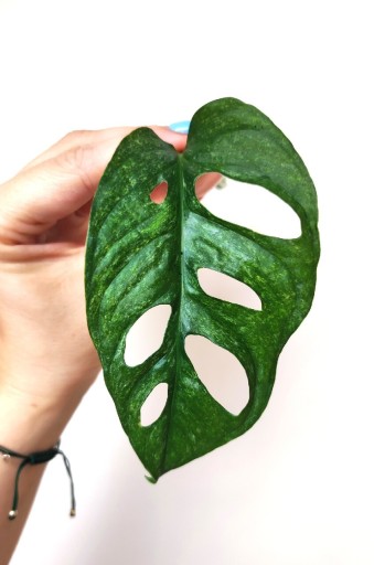 Zdjęcie oferty: Monstera Adansonii Mint EU