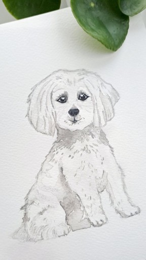 Zdjęcie oferty: Akwarela A5 "Maltańczyk", malowana ręcznie, pies, rasa, biały