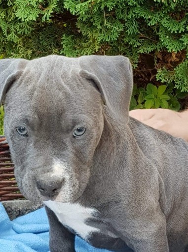 Zdjęcie oferty: American bully szczeniaki 