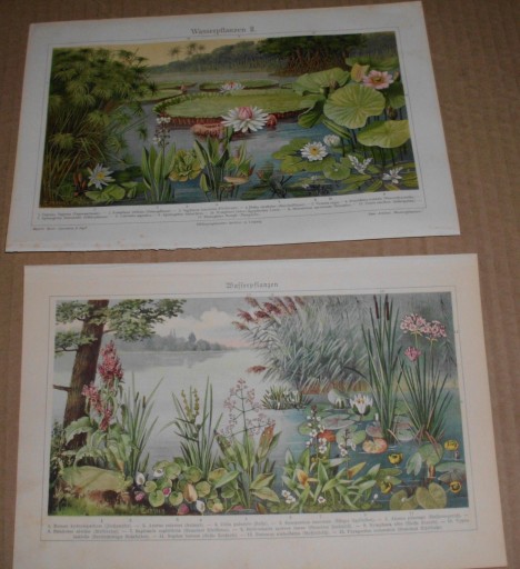 Zdjęcie oferty: Oryginalna XIX w. grafika Kwiaty - Zielnik  do aranżacji wnętrza