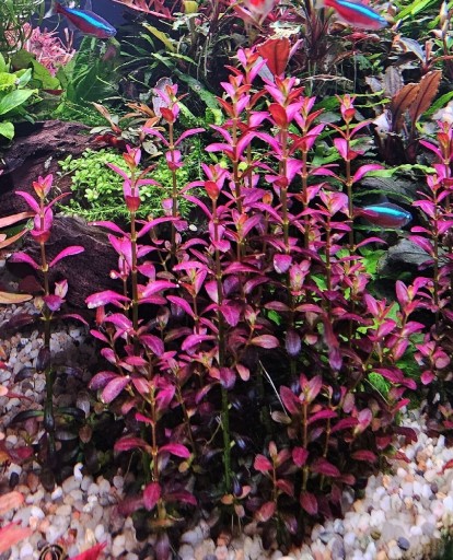 Zdjęcie oferty: Rotala ramosior 'Florida' RARYTAS wodna 3szt 